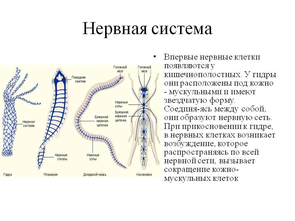 Kraken что это за сайт