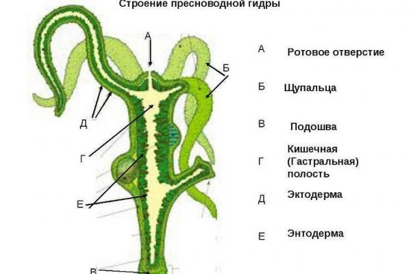 Kraken россия